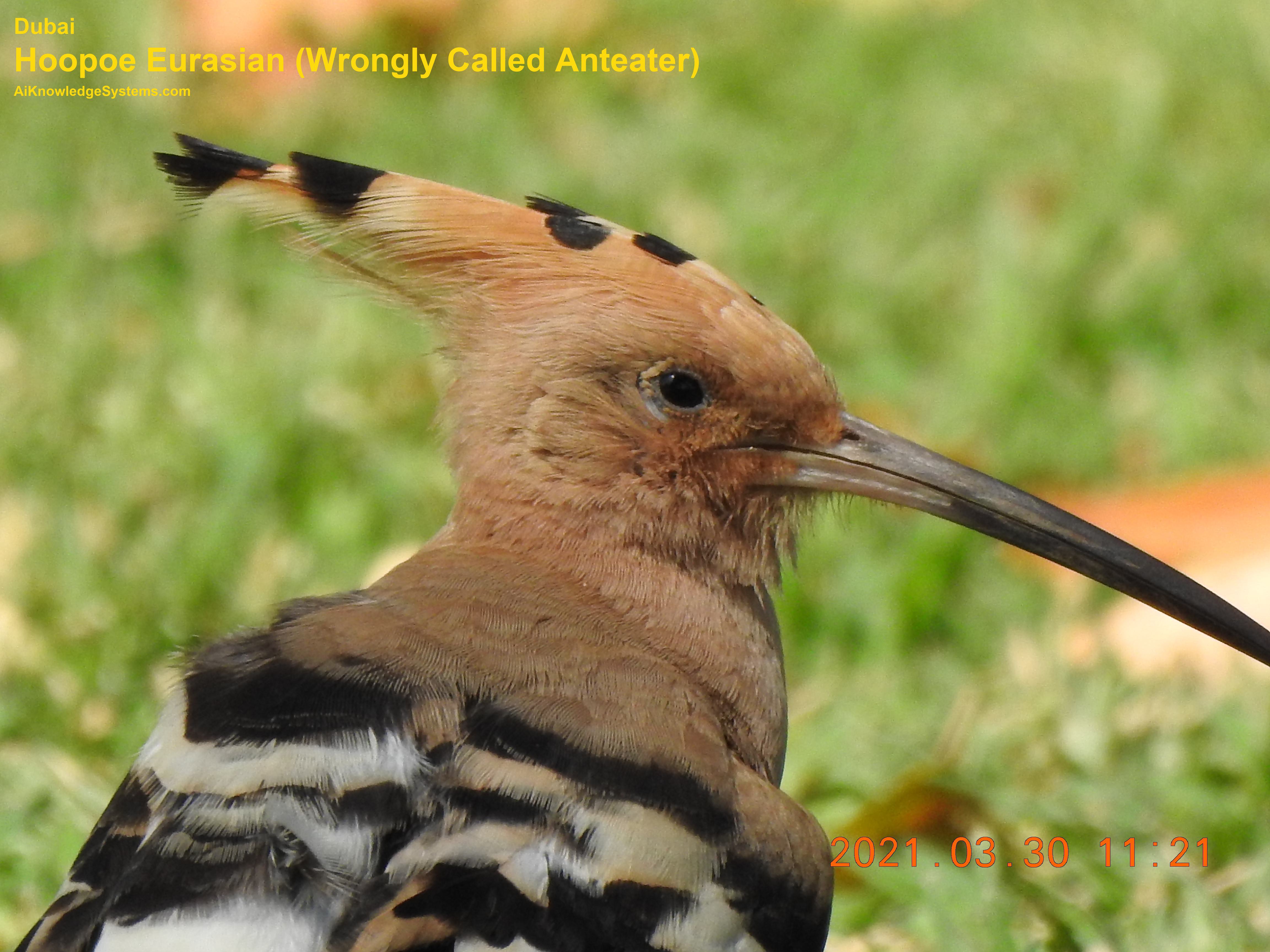 Hoopoe Eurasian (37) Coming Soon